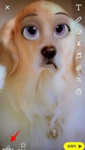 インスタやtiktokで大流行しているペットの目をアニメ風にするフィルターの詳細や使い方を解説 App Story