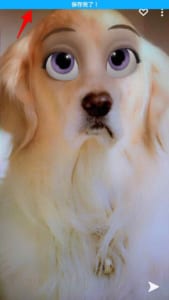 インスタやtiktokで大流行しているペットの目をアニメ風にするフィルターの詳細や使い方を解説 App Story
